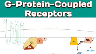 GProteinCoupledReceptors  Mechanism of GProteinCoupledReceptors  Importance of GPCR [upl. by Aihsinat]