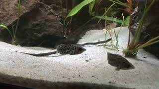 Ctenopoma acutirostre und polypterus senegalus Fütterung [upl. by Aisauqal]