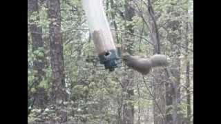 squirrel twirl and whirl part 1 [upl. by See682]