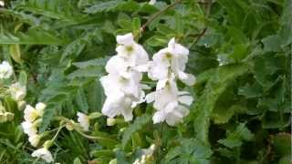 Exochorda  The Bride  Flowering [upl. by Idhem]