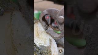 Hoof pain  Hoof trimming  Hoof Repairs satisfying hoof hoofgp farrier hooftrimming cowhorse [upl. by Kolosick]