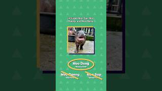 This tiny hippo is stealing hearts 😱 shorts animals cutepets [upl. by Nonie]