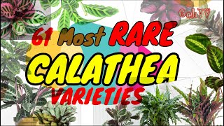 RARE CALATHEA VARIETIES 61 OF THEM GehTV [upl. by Aicsile417]