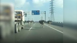 Five ostriches race down a highway in China [upl. by Elay]