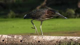 Juvenile Green Heron [upl. by Ashia]