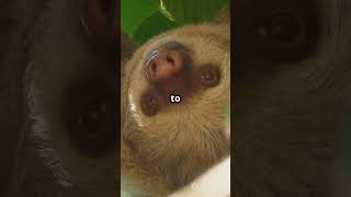 Why Sloths Have Algae on Their Fur [upl. by Terrance660]