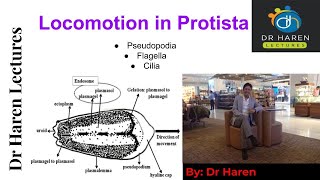 Locomotion in Protista [upl. by Aicatan]