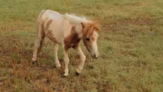 Rescued Mini Horses and Others Arrive at Ranch [upl. by Jarid320]