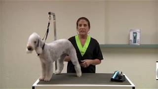 Wahl ARCO Cordless Pet Clipper Review  Best Dog Grooming Tips [upl. by Lasley]