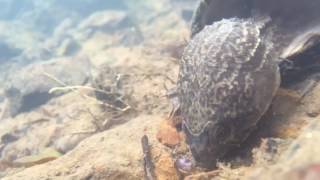 Foraging stripenecked musk turtle [upl. by Dehlia263]