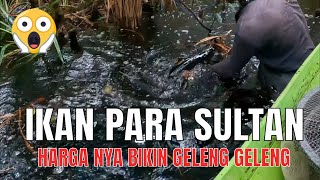 INILAH RAJANYA IKAN CHANNA TERMAHAL KASTA SULTAN DI KALIMANTAN MINI FISHING CAMP 387 [upl. by Koby]