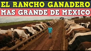 El Rancho ganadero mas grande de México [upl. by Fougere]