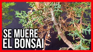 MI BONSAI SE ESTA SECANDO que le esta pasando PROBLEMAS DE CULTIVO ramas de sacrificio UN PROBLEMA [upl. by Baal]