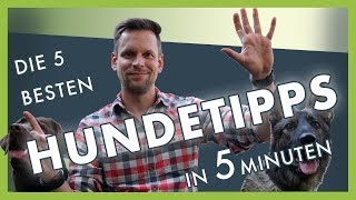 Die 5 besten Hundetraining Tipps in 5 Minuten [upl. by Christie]