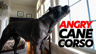 ANGRY Cane Corso RAW Home Video 😡 [upl. by Arfihs]