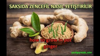 Saksida Zencefil Ginger Nasil Yetiştirilir [upl. by Nellac98]