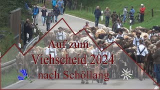 Viehscheid 2024 Schöllang [upl. by Aikrahs]