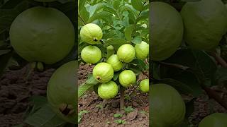 🌿Grow Guava Tree FAST with These Pro Tips guava fruittree gardening [upl. by Yelehsa]