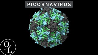 10 Picornavirus Poliovirus Enterovirus Rinhovirus Hepatitis A [upl. by Amaj]