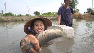 1071  Kéo côn bắt cá nướng ăn tại đồng [upl. by Anahsat351]