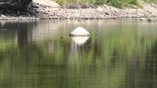 Bestever Catfish tip during Drought Conditions to catch Monster fish [upl. by Schmidt]