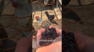 Great Summer Treat For Your Chickens chickenfood [upl. by Iong]