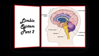 LIMBIC SYSTEM PART 2 [upl. by Llirpa475]