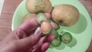 Quenepas from Puerto Rico [upl. by Ifar]