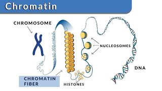 BIOCHEMISTRY for 1st Year MBBS Molecular Biology Lecture 1 [upl. by Isaacson]