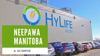 Neepawa MB Canada Hylife Foods and where to apply [upl. by Pedrick]