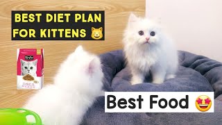 Kittens Diet Plan  Best Food For Persian Kitten  How much should feed to your Young Kitten [upl. by Ennad]