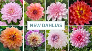 Dahlia Haul Seed Starting  Exciting Seedling Update  Cottoverdi [upl. by Ahlgren]