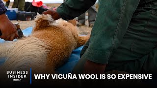 Why Vicuña Wool Is So Expensive  So Expensive [upl. by Ativak571]