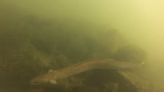 European Eel Underwater [upl. by Goldstein508]