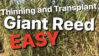 How to Transplant Giant Reed  Arundo Donax [upl. by Laurance51]