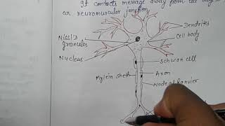 CELL BODY DENDRITES AND AXONS  NEURONS [upl. by Regazzi]