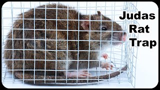 Judas Rat Trap  Using A Pet Rat To Catch Nasty Invasive Wild Rats Mousetrap Monday [upl. by Erlond]