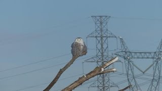 harfang des neiges Snowy Owl [upl. by Cuthbert986]