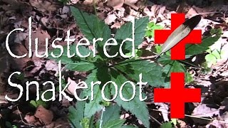 Clustered Snakeroot Medicinal [upl. by Naaman13]