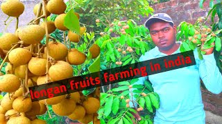 longan fruits farming in indiaSarika nursery [upl. by Jorie]