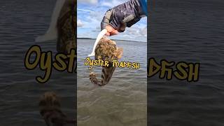 Toadfish vs Man the Oyster toadfish toadfish venomous fishing inshorefishing [upl. by Eceinwahs]