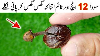 Dry Ginger amp Cloves Recipe By Mrdesi  Quick and Easy Recipe  خشک ادرک کے فائدے [upl. by Konrad]