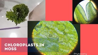 Chloroplasts in Moss [upl. by Simon]