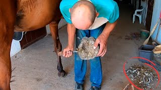 HUGE HOOF In a TERRIBLE condition How many cut off a horse The work of a professional blacksmith [upl. by Llehsam]