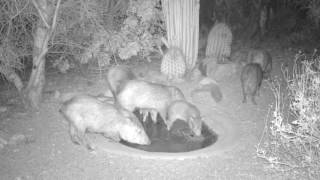 Wildlife at a Sonoran desert water hole [upl. by Dierdre41]