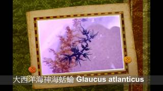 大西洋海神海蛞蝓 （Glaucus atlanticus） [upl. by Aven]