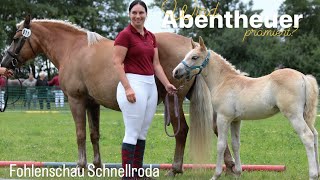 Wird Abentheuer PRÄMIERT 😳 I Fohlenschau Schnellroda [upl. by Ellwood]