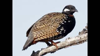 Francolinus francolinus Black Francolin [upl. by Wivina]