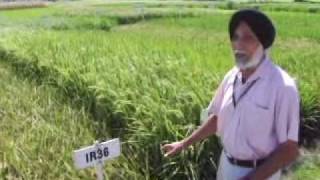 Historical rice varieties of the International Rice Research Institute [upl. by Gillead454]