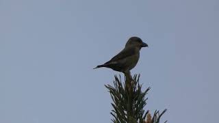 Cruzabico  Red crossbill Loxia corvirostra  Penhas da Saúde Serra da Estrela [upl. by Enyal428]